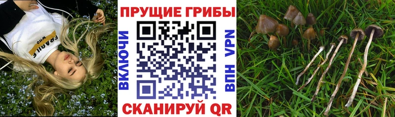 OMG маркетплейс  Каневская  Псилоцибиновые грибы Psilocybine cubensis 